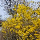 청련사 | 강화도 고려산 진달래축제 4월 첫째주 개화 후기(청련사 코스)