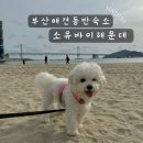 포시즌스테이 | <소유바이해운대, 포시즌스테이> 해운대 가성비 좋은 애견동반숙소 추천