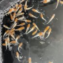 에스엔알(SNR) 이미지