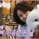 강아지 미용하던 날! 비숑프리제 페퍼의 뷰티 Vlog 조회수 4천회 3년 전 이미지