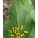 룰루베리오븐 이미지