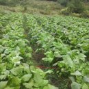 분도농장 이미지