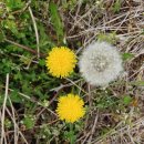 623가마솥보리밥 이미지