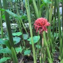 토치 진저( (Torch Ginger). (이명 : 불꽃생강. 횃불생강. 큘립생강. 토치생강. 왁수플라워. 밀랍꽃생강. 붉은생강백합 이미지