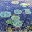 낙동강관리본부 맥도생태공원 1 이미지