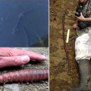 지렁이마을 이미지