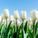 튜울립 이미지