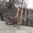 워낭소리 이미지