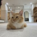 여우 노래연습장 이미지