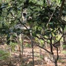 요가(남) 이미지