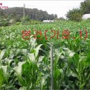 교동면-7 이미지