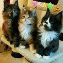 하얀나라깨끗한세상 이미지