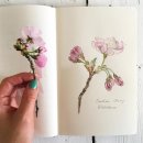 보태니컬 일러스트 이미지