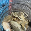 관광정보센터 | 태안 안면도 배낚시 쭈꾸미낚시체험 대야도항 4시간체험 후기 예약 태안관광정보센터 정리