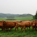 영주한우마을 이미지