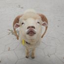 기원목장 이미지