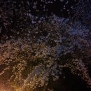군산 은파 호수공원 벚꽃 시즌입니다. 이미지