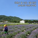 원니스 | 고성라벤더축제, 7월에 가면 라벤더 없어요. 하늬라벤더팜 2026 축제 총정리