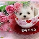 참 이미지