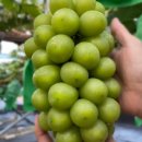 희진농장 이미지