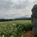 메밀꽃이피었습니다 이미지