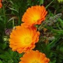 카렌듈라(Calendula. 금잔화) 이미지