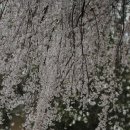 꽃그늘 이미지