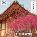 봉은사판전현판 | 서울사찰 봉은사 홍매화 실시간 개화상황 시기 주차 카페