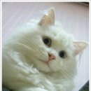 뚱보 고양이 이미지