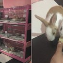 핑크버니 이미지