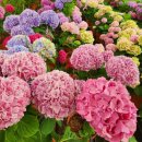 금평농장 이미지