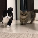 어디냥