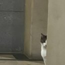 대구만두 이미지