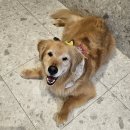 청담 고운 피부과 동물병원 이미지