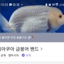 해리아쿠아