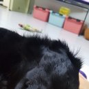 코~오 자자 이미지