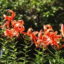 꽃과사람들 이미지