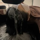 정릉54 | 성북구 정릉두피탈모관리 숲칼프 성북교육센터 두피스케일링 후기