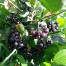 수지농장 이미지