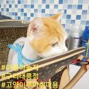 [모나,코다 후기] #야옹아놀자 구리태릉점 고양이무마치미용 /구리 남양주 다산 갈매 별내 태릉 중랑...