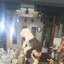 제시잉글리쉬 이미지