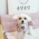 멋내는 강아지 이미지