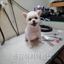 똥강아지애견샵 | 똥강아지애견샵 예약비용 조건 먼저 볼 포인트