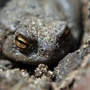 금두꺼비 이미지