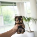 우아퍼피 이미지