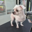 와와리 애견미용 이미지