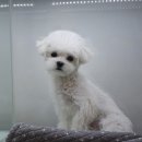 어반도그(URBAN DOG) 이미지