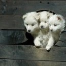 케르베로스