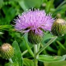 조이마트 이미지