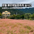 삼옥2리마을회관 | 영월 동강 붉은메밀꽃축제 주차, 위치, 포토존
